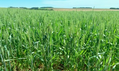 Florescimento do trigo começa no Rio Grande do Sul