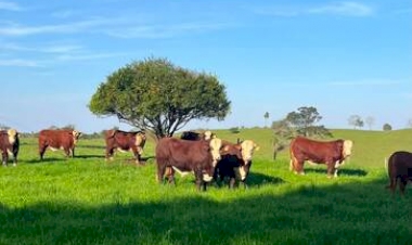 Manejo e genética destacam desempenho da Fazenda Buena Vista, em Aratiba