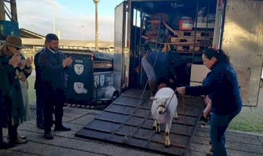 Expointer 2026: recorde de animais une cultura campeira e potência econômica