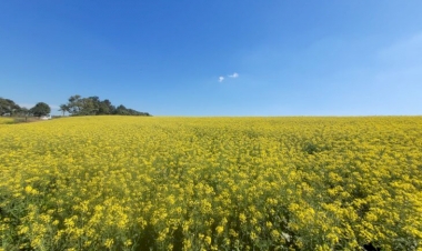 Canola e trigo mantêm potencial produtivo