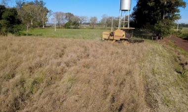Inicia colheita da canola no Rio Grande do Sul
