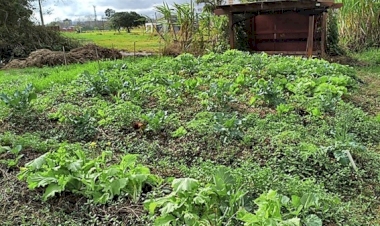 Sistemas agroflorestais destacam diversificação produtiva na Expointer 2026