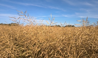 Canola segue em colheita no Rio Grande do Sul