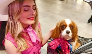 Outubro Rosa Pet: o papel dos tutores no combate ao câncer de mama em cães e gatos