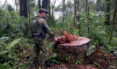 Operação da Polícia Civil realiza prisão em flagrante por extração ilegal de madeira em reserva indigena em Nonoai