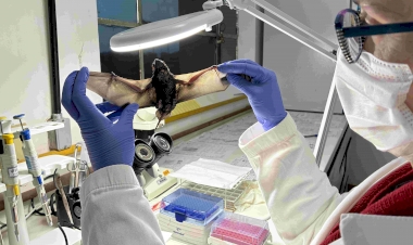 Raiva herbívora exige atenção e prevenção no meio rural