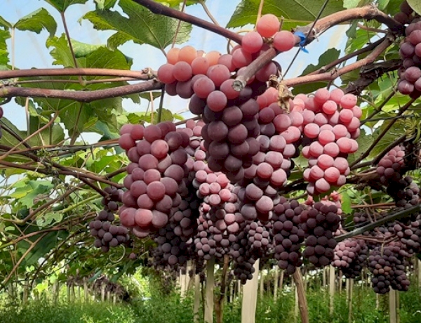 Qualidade da uva é favorecida pelas condições climáticas no Rio Grande do Sul