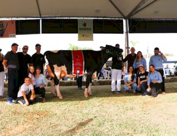 Produtores da Cooperativa Santa Clara levam animais de excelência à Fenasul Expoleite