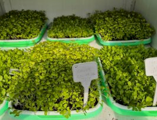Curso de Agronomia da URI incentiva produção de microverdes
