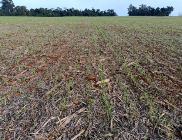 Plantio do trigo prossegue e lavouras apresentam bom estabelecimento no RS