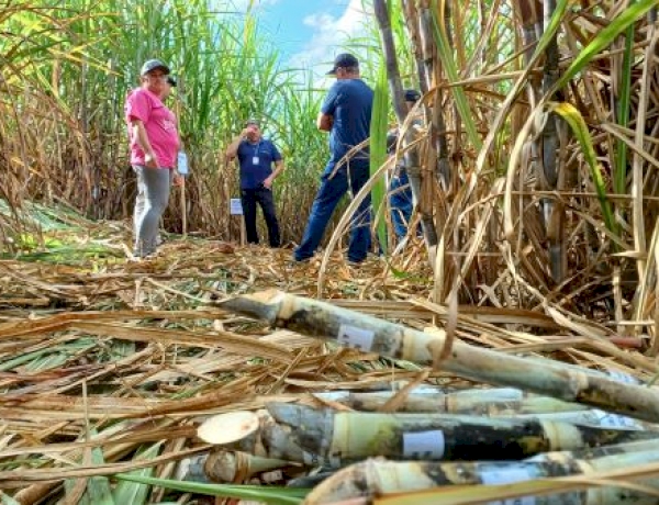 Cana-de-açúcar movimenta mais de 5 mil agroindústrias familiares e fortalece turismo rural no RS