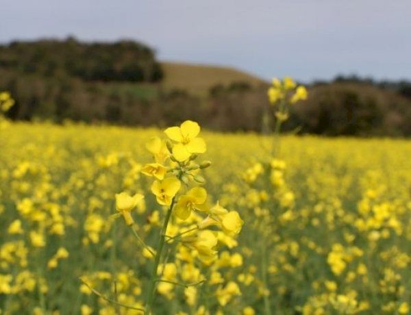 Semeadura da canola está quase concluída no RS