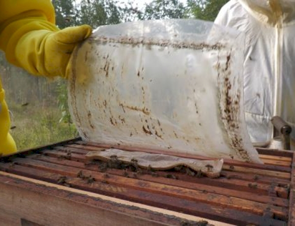 Manejo de abelhas no inverno exige cuidados com nutrição, temperatura e pragas