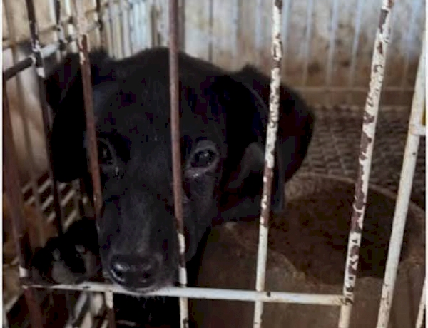 Homem é condenado por matar e maltratar animais em propriedade rural