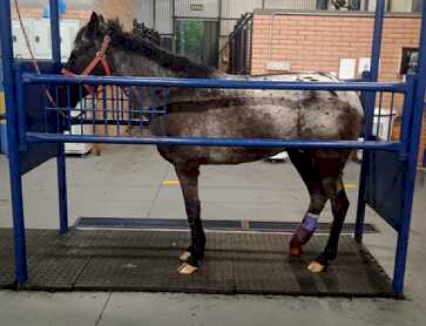 Parceria entre Medicina Veterinária da UCS e ONG reabilita cavalos abandonados no Rio Grande do Sul