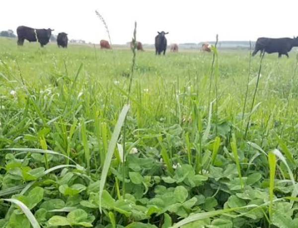 Erebango promovo no dia seis de agosto Dia de Campo sobre forrageiras de inverno