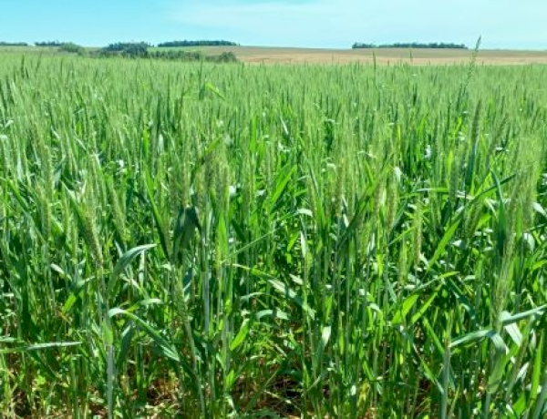 Florescimento do trigo começa no Rio Grande do Sul