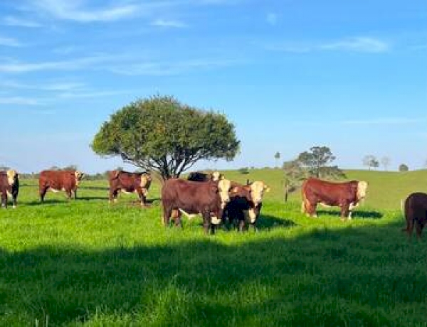 Manejo e genética destacam desempenho da Fazenda Buena Vista, em Aratiba