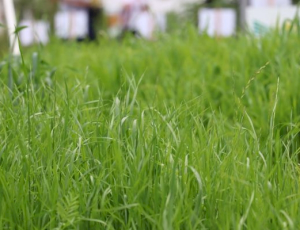 Diversidade de forrageiras amplia opções para produtores na Expointer 2026