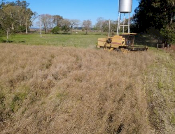 Inicia colheita da canola no Rio Grande do Sul