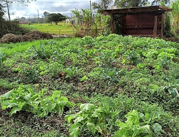 Sistemas agroflorestais destacam diversificação produtiva na Expointer 2026