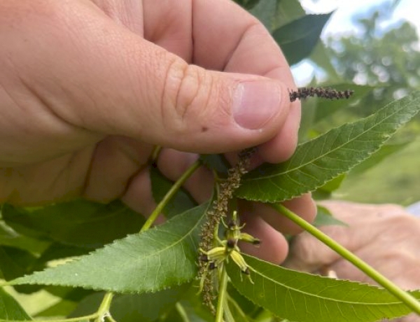 Encontro Nacional de Pecanicultura ressalta importância do manejo na produção de nozes