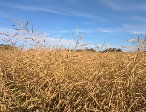 Canola segue em colheita no Rio Grande do Sul