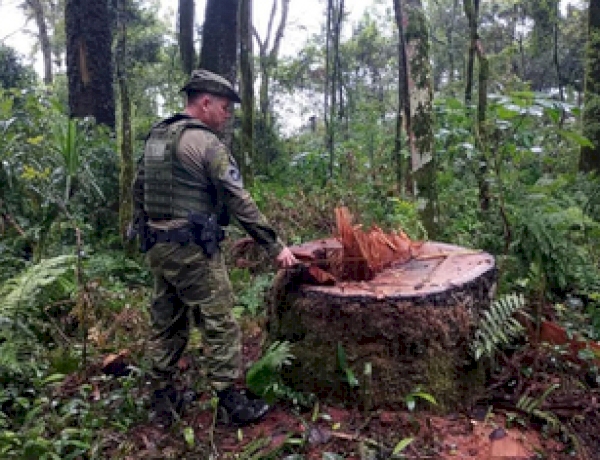 Operação da Polícia Civil realiza prisão em flagrante por extração ilegal de madeira em reserva indigena em Nonoai