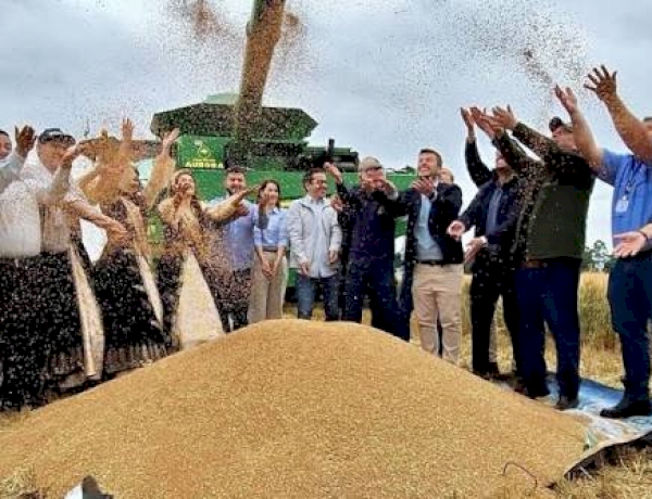 Em Cruz Alta, cerimônia de abertura da colheita de trigo ressalta a força do segmento no RS