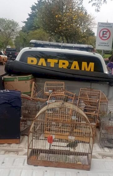 3º Batalhão Ambiental da Brigada Militar flagra criação ilegal de pássaros silvestres em Passo Fundo