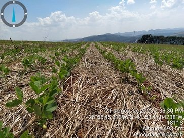 Soja atinge 25% área projetada para safra de verão no RS