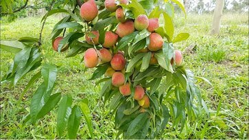 Emater Machadinho convida para evento regional sobre fruticultura