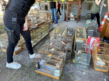 Operação Assis é deflagrada no combate a crimes de crueldade contra animais, caça ilegal e tráfico de armas