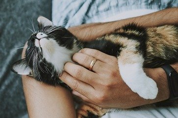 Ondas de calor no Sul redobram preocupação com pets durante viagens de fim de ano