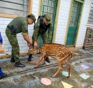 3° Batalhão Ambiental da Brigada resgata um cervídeo chital (Axis axis) em Passo Fundo