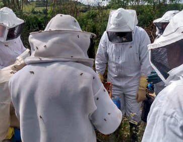 Meliponicultura acontece próxima quinta-feira (14)