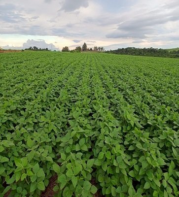 Plantio da soja está praticamente concluído no RS
