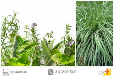 Conheça 7 plantas que afastam mosquitos para manter em casa