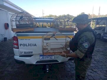 Brigada Militar resgata pássaros silvestres mantidos em cativeiro