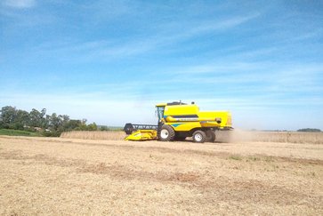 Colheita da soja chega a 3? área plantada no RS