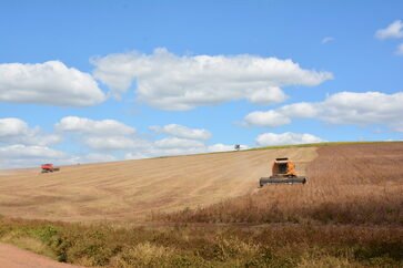Ipiranga do Sul inicia colheita da soja com expectativa positiva
