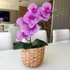 Círculo Orquidófilo de Erechim promove sua primeira exposição de orquídeas