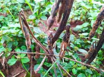 Umidade no solo prejudica colheita de grãos de verão no RS
