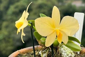 Exposição de orquídeas será neste final de semana na URI