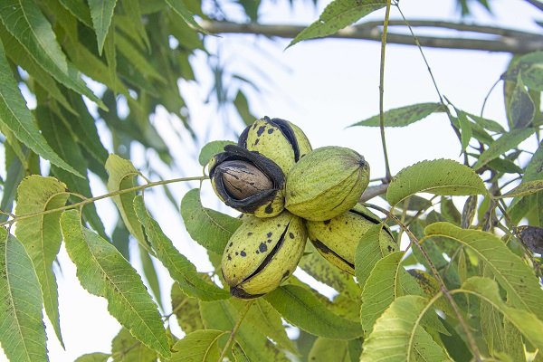 Noz-pecã brasileira poderá ser exportada para a China