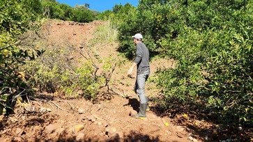 Produtores de citros enfrentam dificuldades e contabilizam prejuízos na Serra