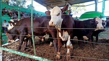 Realizada com sucesso a XXX Feira de Terneiros, Terneiras e Vaquilhonas e XIII Remate de Gado Geral de Machadinho