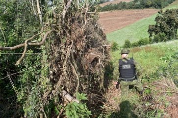 Batalhão Ambiental flagra destruição de vegetação em Floriano Peixoto