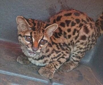 Brigada Militar resgata animal da fauna silvestre no interior de Lagoa Vermelha
