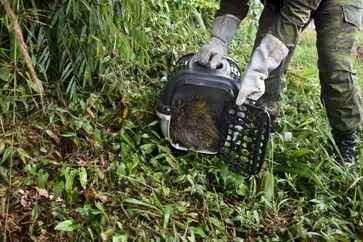Brigada Militar resgata ouriço-cacheiro de dentro de escola em Erechim